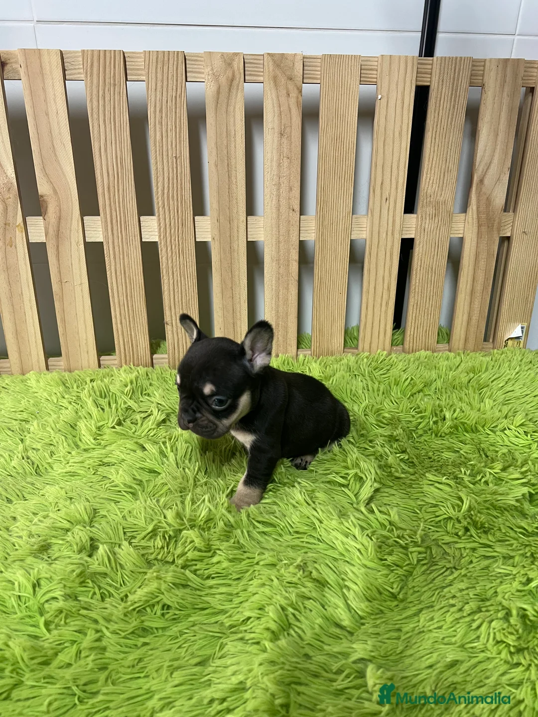 Bulldog Francés perros en venta: Bulldog francés chocolate  - Anuncio 1