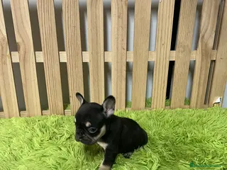 Bulldog Francés perros Bulldog francés chocolate - Anuncio 3