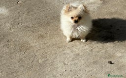 Pomerania perros en venta: lulu pomerania micro toy 5 meses y pesa 700 gramos - Imagen 8