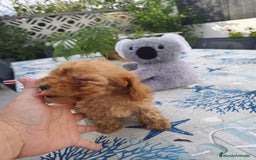 Caniche Toy perros en venta: Caniche toy macho rojo  - Imagen 2