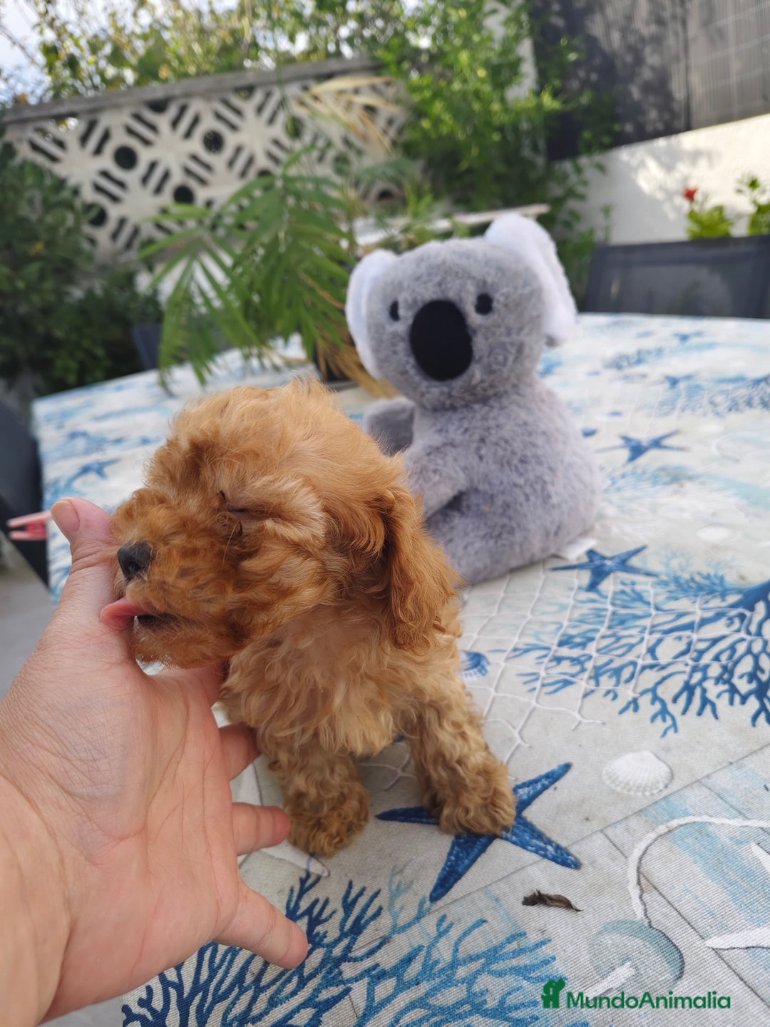 Caniche Toy perros en venta: Caniche toy macho rojo  - Imagen 2