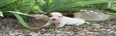 Jack Russell Terrier Cachorro 2