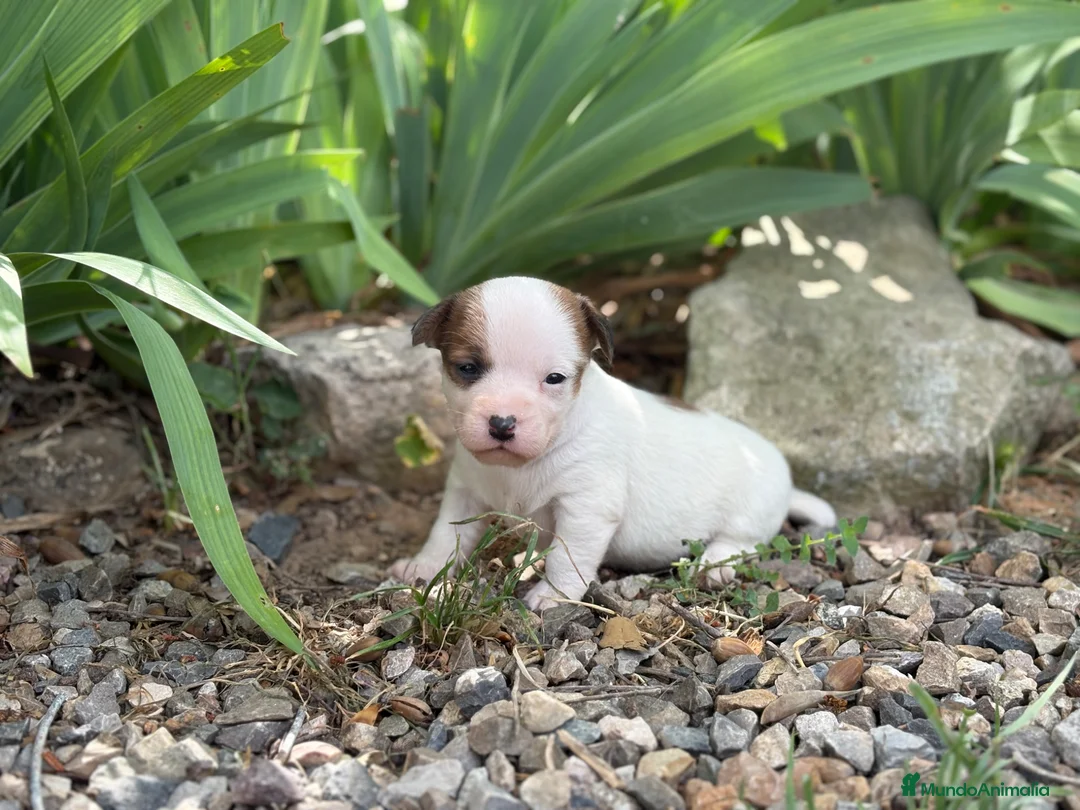 Jack Russell Terrier perros en venta: Jack russell brush - Anuncio 7