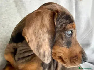 Teckel perros Teckle arlequín chocolate - Anuncio 1