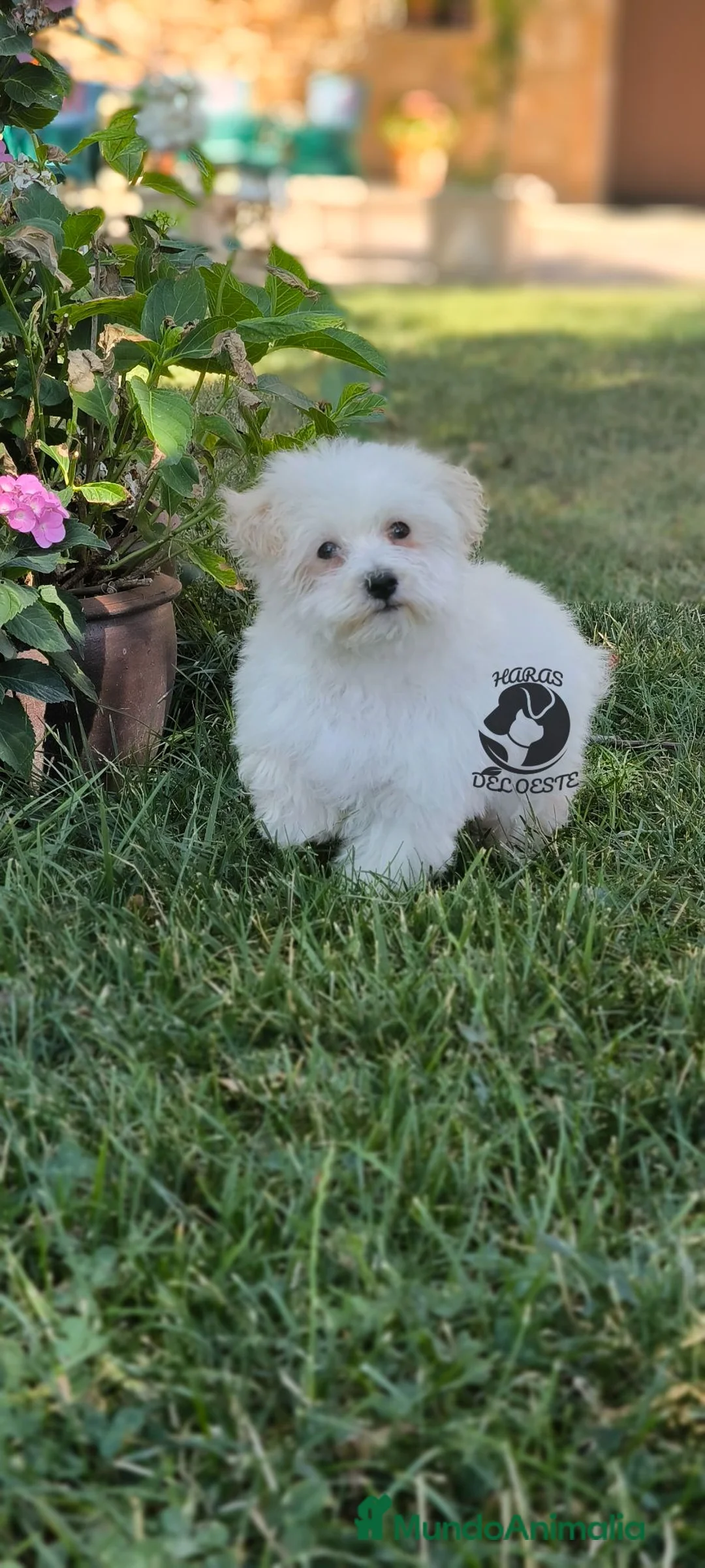 Bichón Maltés perros en venta: Macho de bichón maltés  - Anuncio 4
