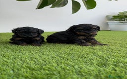 Caniche Toy perros en venta: CANICHTE TOY HEMBRA Mascotas del sur - Imagen 3