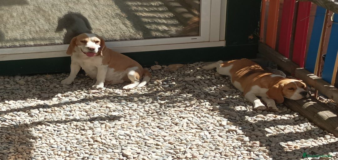 Imagen de galería {{count}}