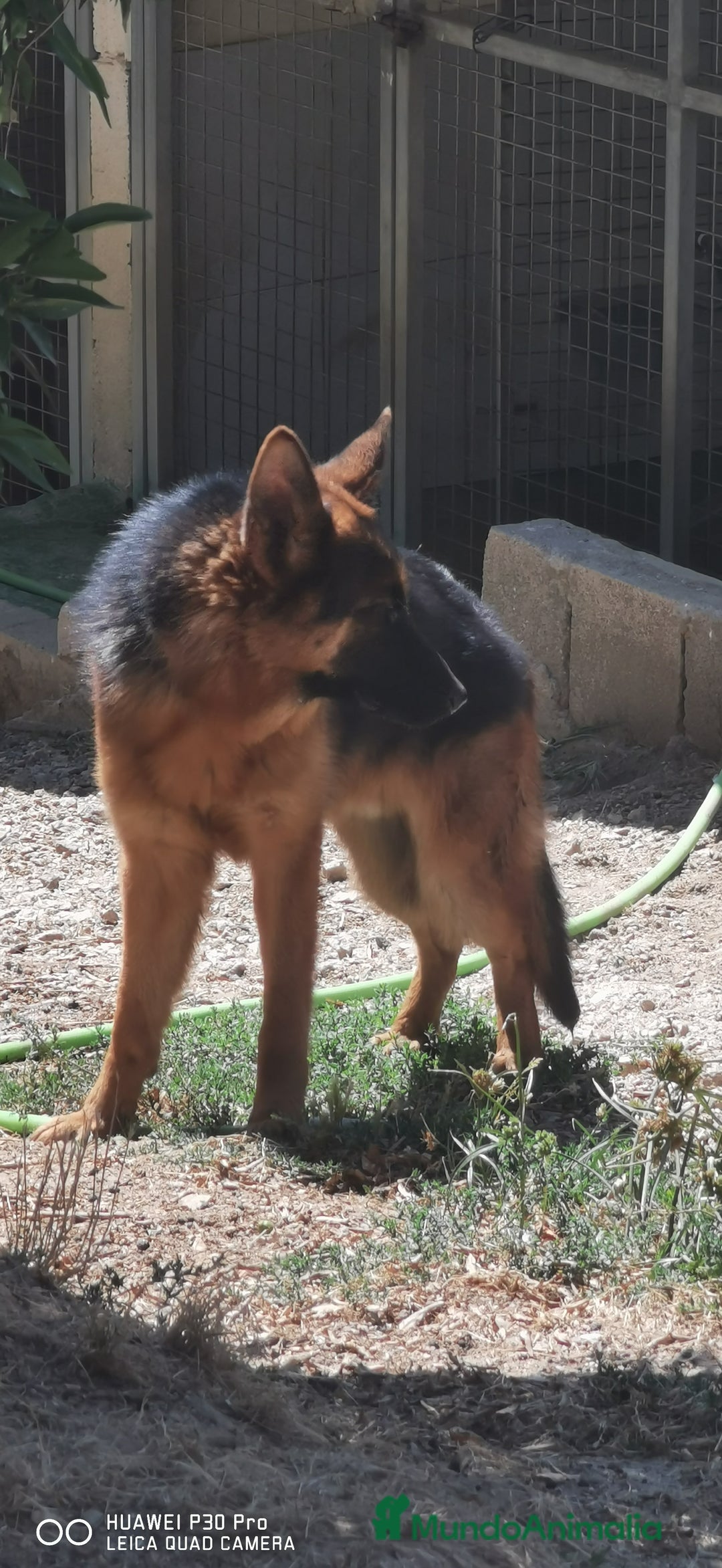 Pastor Alemán perros en venta: Cachorro pastor alemán  en Pontevedra - Imagen 14