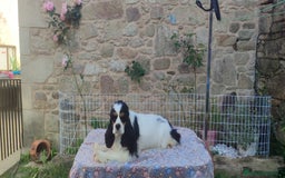 Cocker Spaniel Americano perros en venta: Cocker americano particolor - Imagen 5