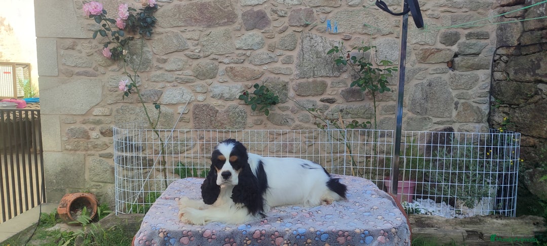 Cocker Spaniel Americano perros en venta: Cocker americano particolor - Imagen 5