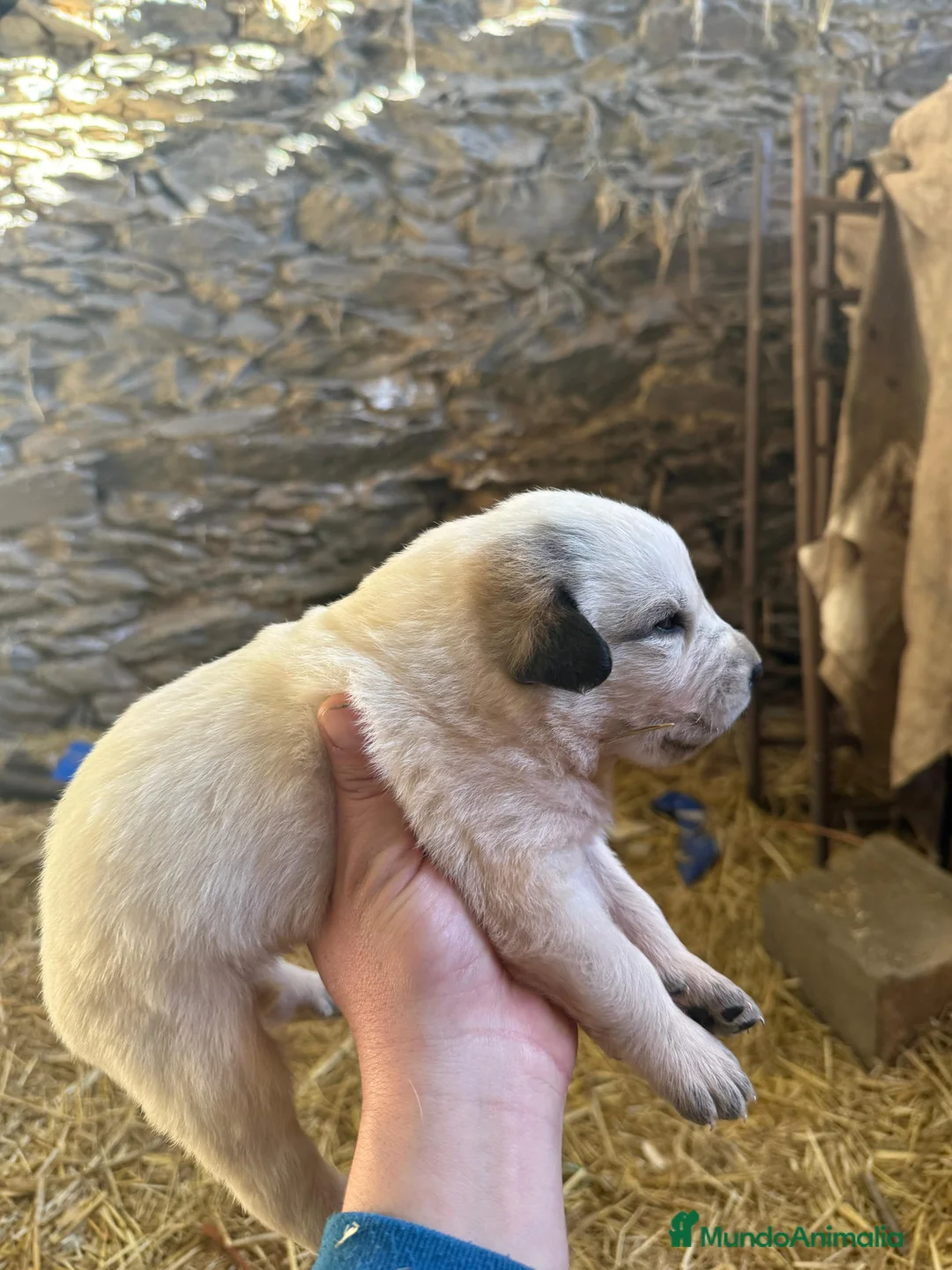 Mastín Español perros en venta: Preciosos mastines disponibles para reservar en Murcia - Anuncio 7