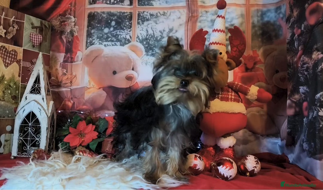 Yorkshire Terrier perros en venta: Yorkshire terrier  - Anuncio 5