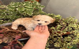 Maltipoo perros en venta: Maltipoo disponible !!! - Imagen 4