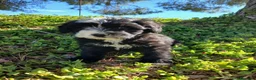 Perro de Agua Español perros en venta: 🐾 CACHORROS DE PERRO DE AGUA ESPAÑOL 🐾 - Anuncio 19