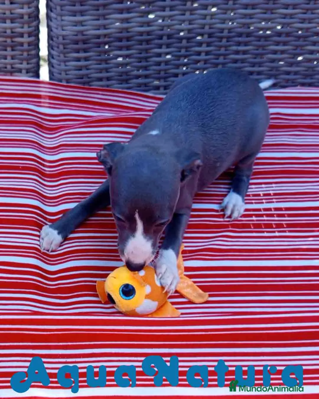 Pequeño Lebrel Italiano perros en venta: Lebrel Italiano Hembra 5 de AB y Omega AQUANATURA - Anuncio 8