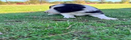 Border Collie perros en venta: Border collie - Anuncio 25