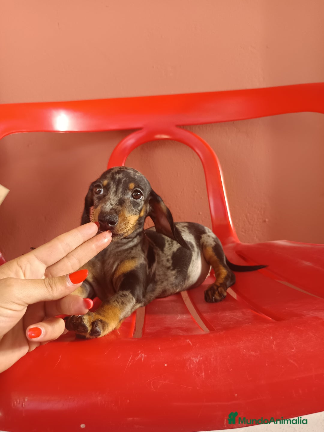 Teckel Miniatura perros en venta: Teckel miniatura - Imagen 3