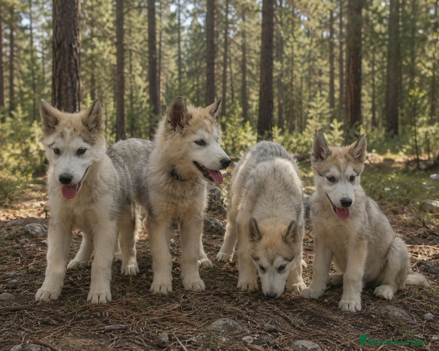 Alaskan Malamute perros Alaskan Malamute hembras - Anuncio 1