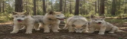 Alaskan Malamute perros en venta: Alaskan Malamute hembras - Anuncio 1