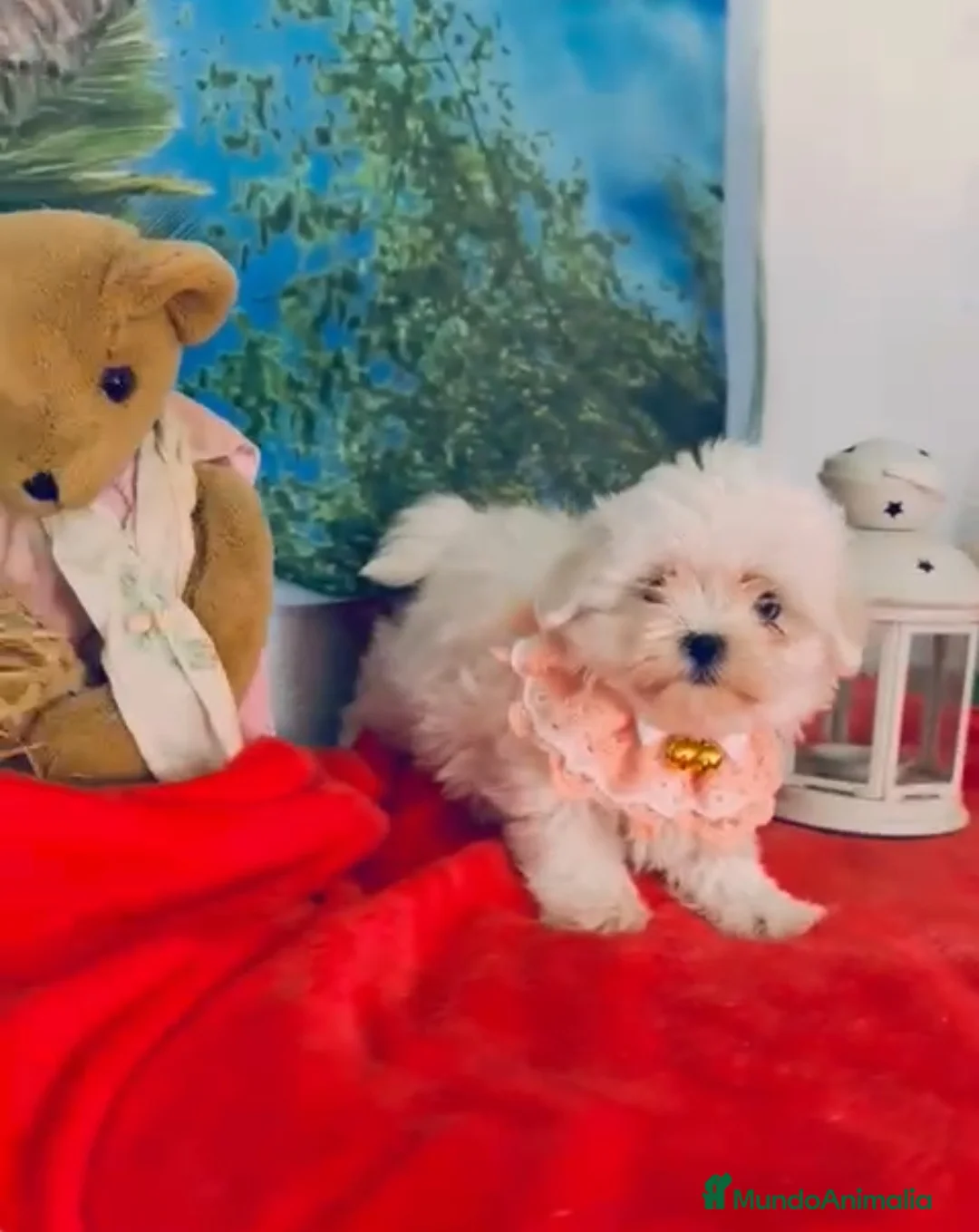 Bichón Maltés perros en venta: Bichón maltes mini  - Anuncio 4