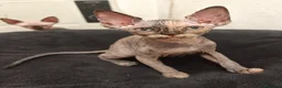 Sphynx gatos en venta: Preciosa hembrita sphynx  - Anuncio 5