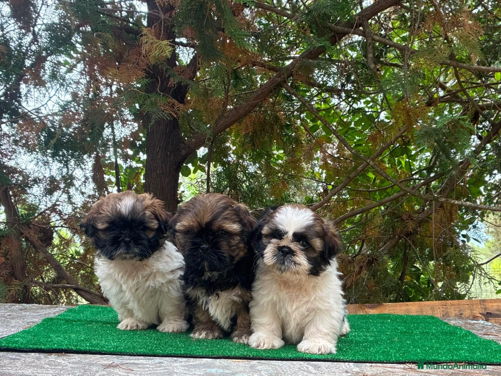 Shih Tzu perros Machitos de shih tzu - Anuncio 1