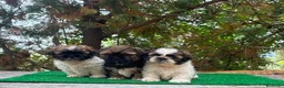 Shih Tzu perros en venta: Machitos de shih tzu - Anuncio 1