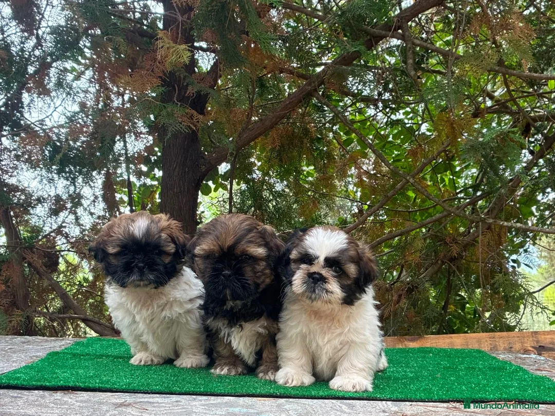 Shih Tzu perros en venta: Machitos de shih tzu - Anuncio 1