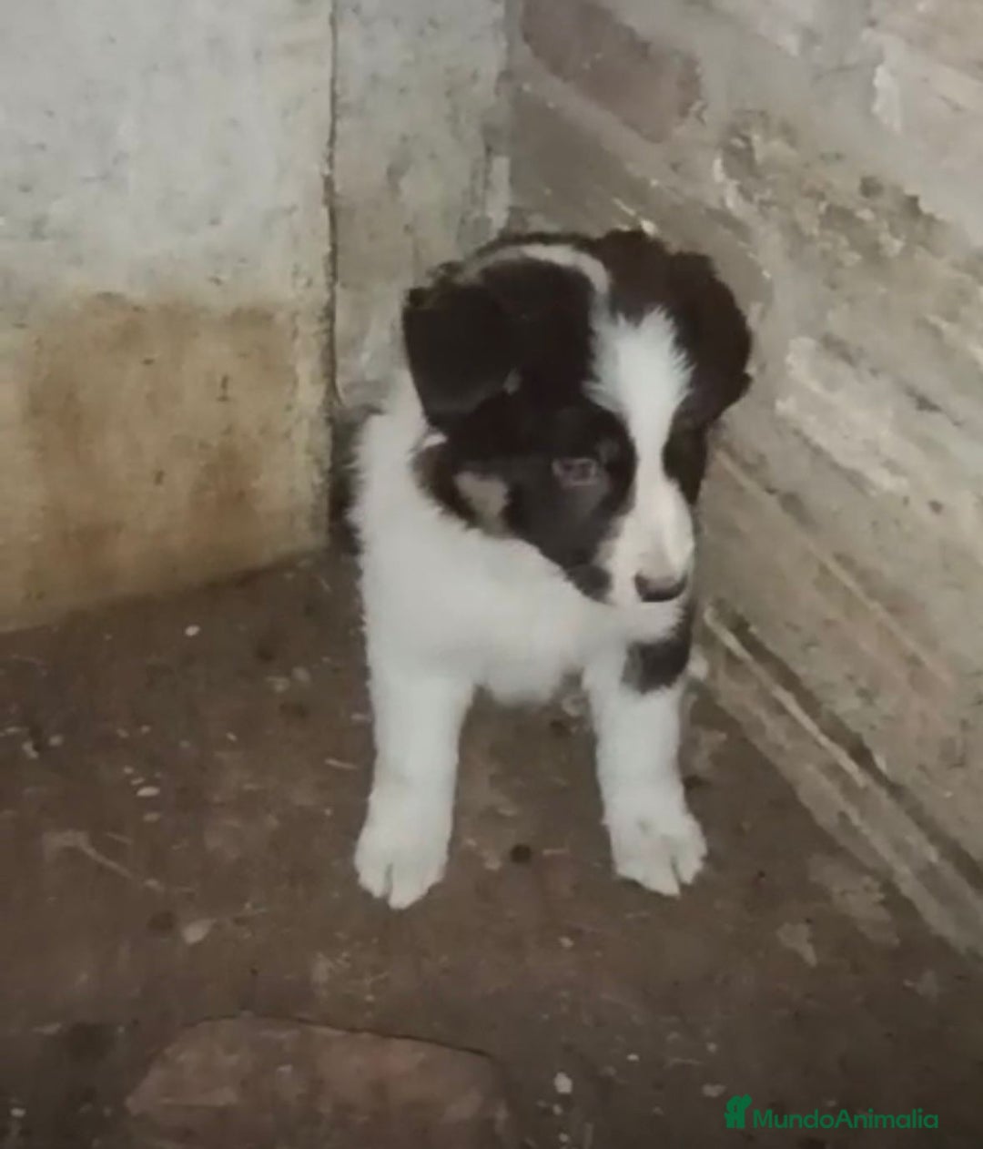 Border Collie perros en venta: Border collie tricolor chocolate  - Anuncio 8