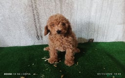 Caniche Toy perros en venta: caniche toy  - Imagen 2