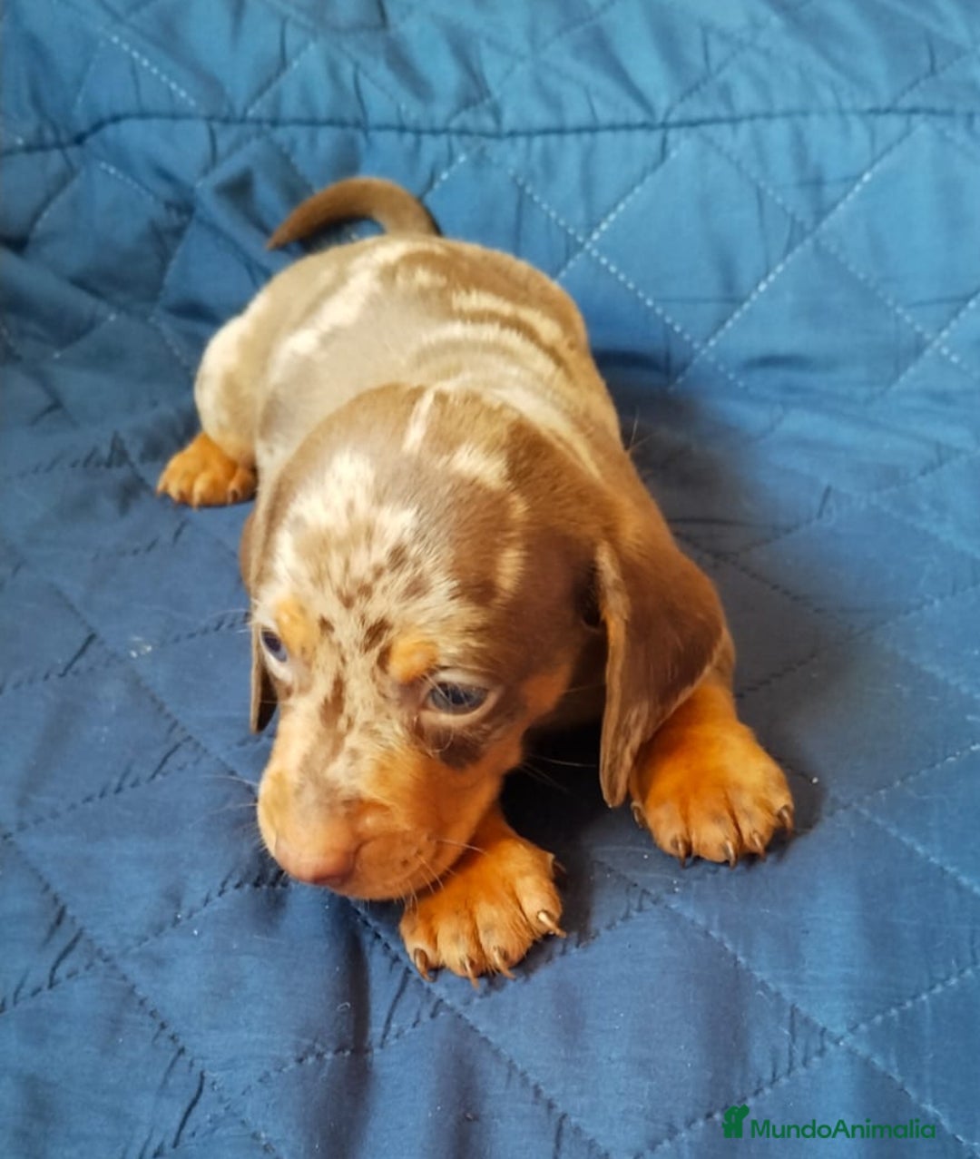 Teckel Miniatura perros en venta: Teckel kaninchen mini toys  - Imagen 2
