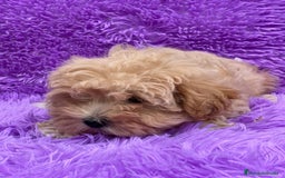 Maltipoo perros en venta: MALTIPOO TOY DISPONIBLES - Imagen 3