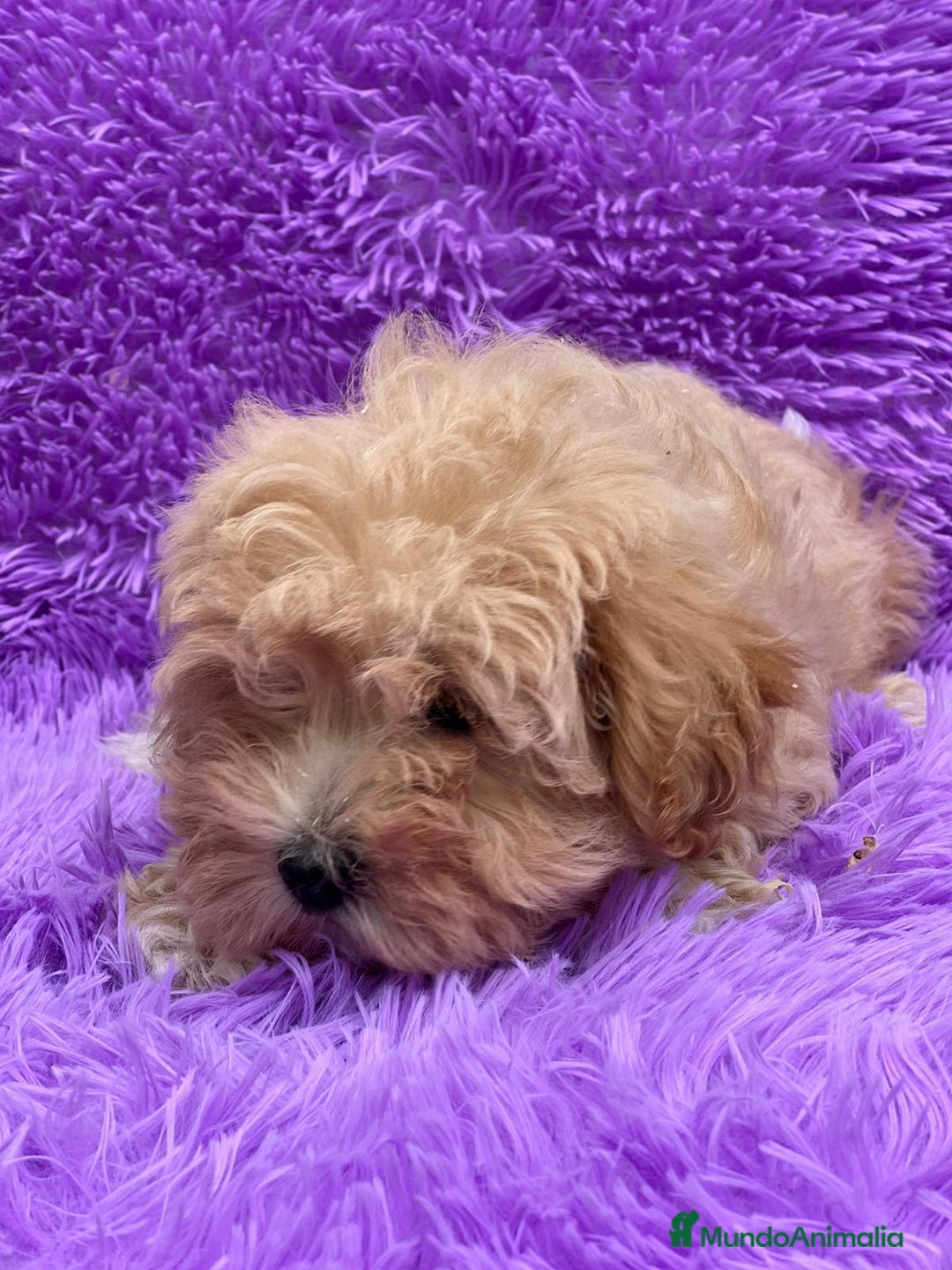 Maltipoo perros en venta: MALTIPOO TOY DISPONIBLES - Imagen 3