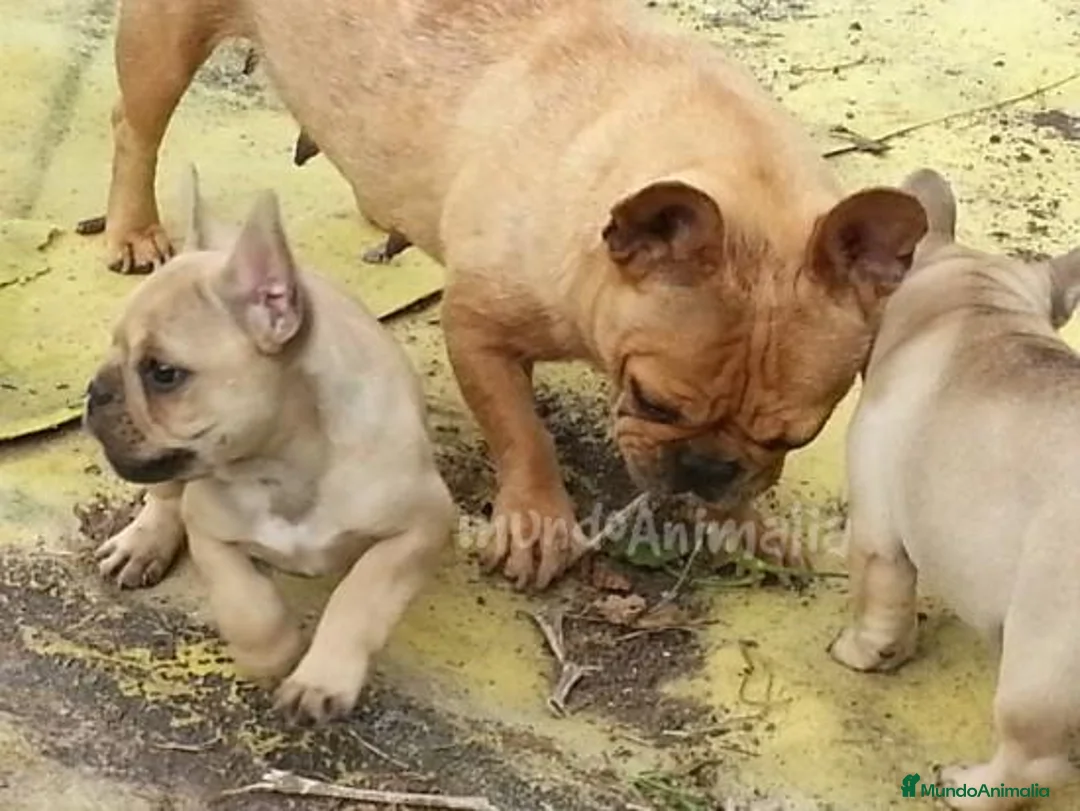 Imagen de galería {{count}}