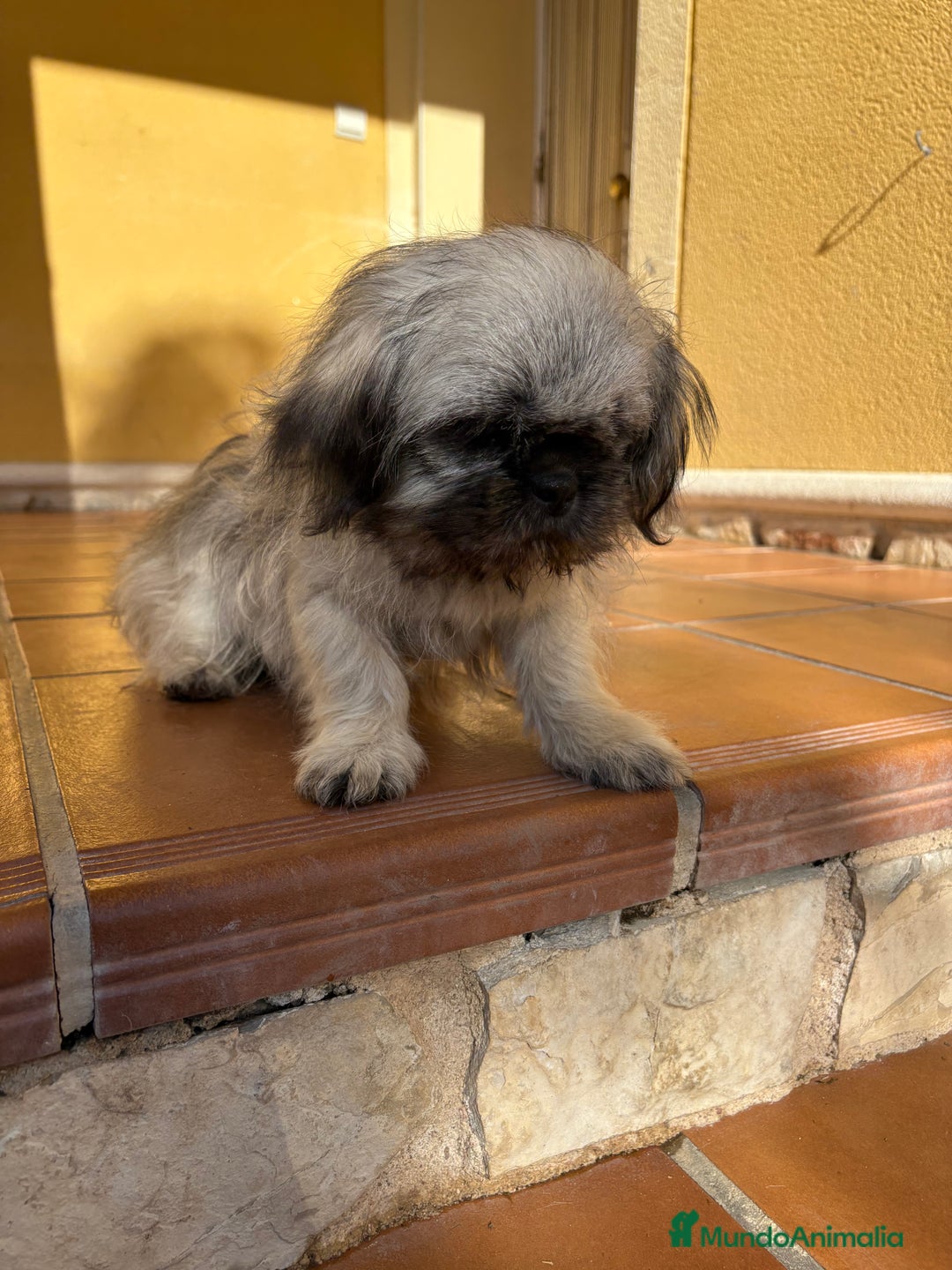 Pekinés perros en venta: Pekines imperial hembra preciosa  - Anuncio 34