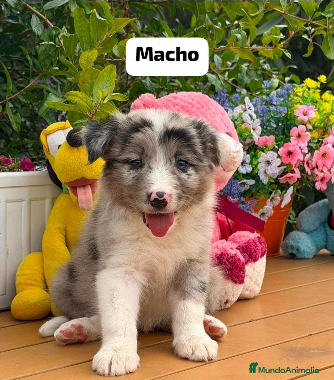 Border Collie perros en venta: Excelente camada de border collie - Anuncio 9