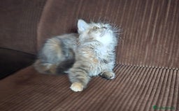 Persa gatos en venta: Gatcot.com - Imagen 2
