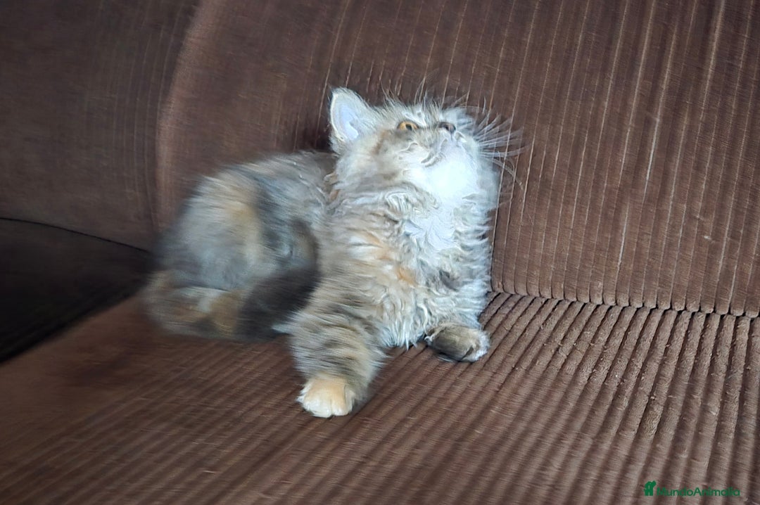 Persa gatos en venta: Gatcot.com - Imagen 2