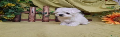 Bichón Maltés Cachorro 8