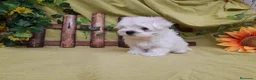 Bichón Maltés perros en venta: PRECIOSOS BICHON MALTES  LINEA TOY  - Anuncio 20