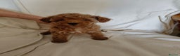 Caniche Toy perros en venta: Cachorritos de caniche toy en Murcia - Anuncio 8