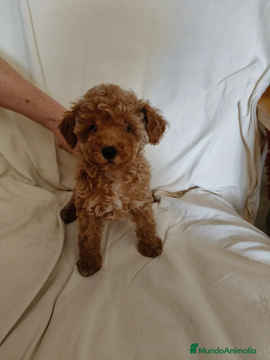 Caniche Toy perros en venta: Cachorritos de caniche toy en Murcia - Anuncio 8