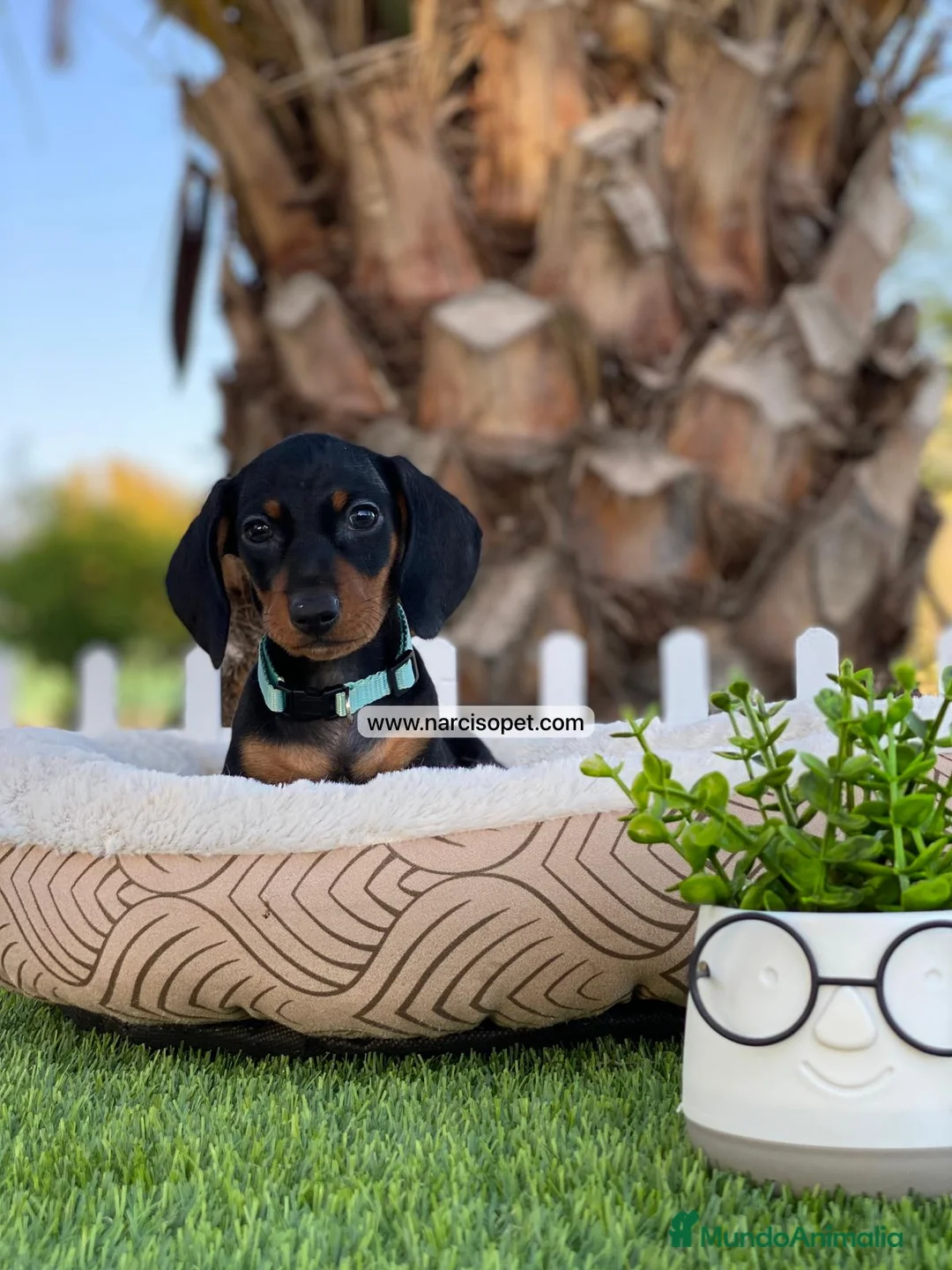 Teckel Miniatura perros en venta: TECKEL NEGRO FUEGO - Anuncio 5