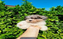 Maltipoo perros en venta: Maltipoo toy  - Imagen 3