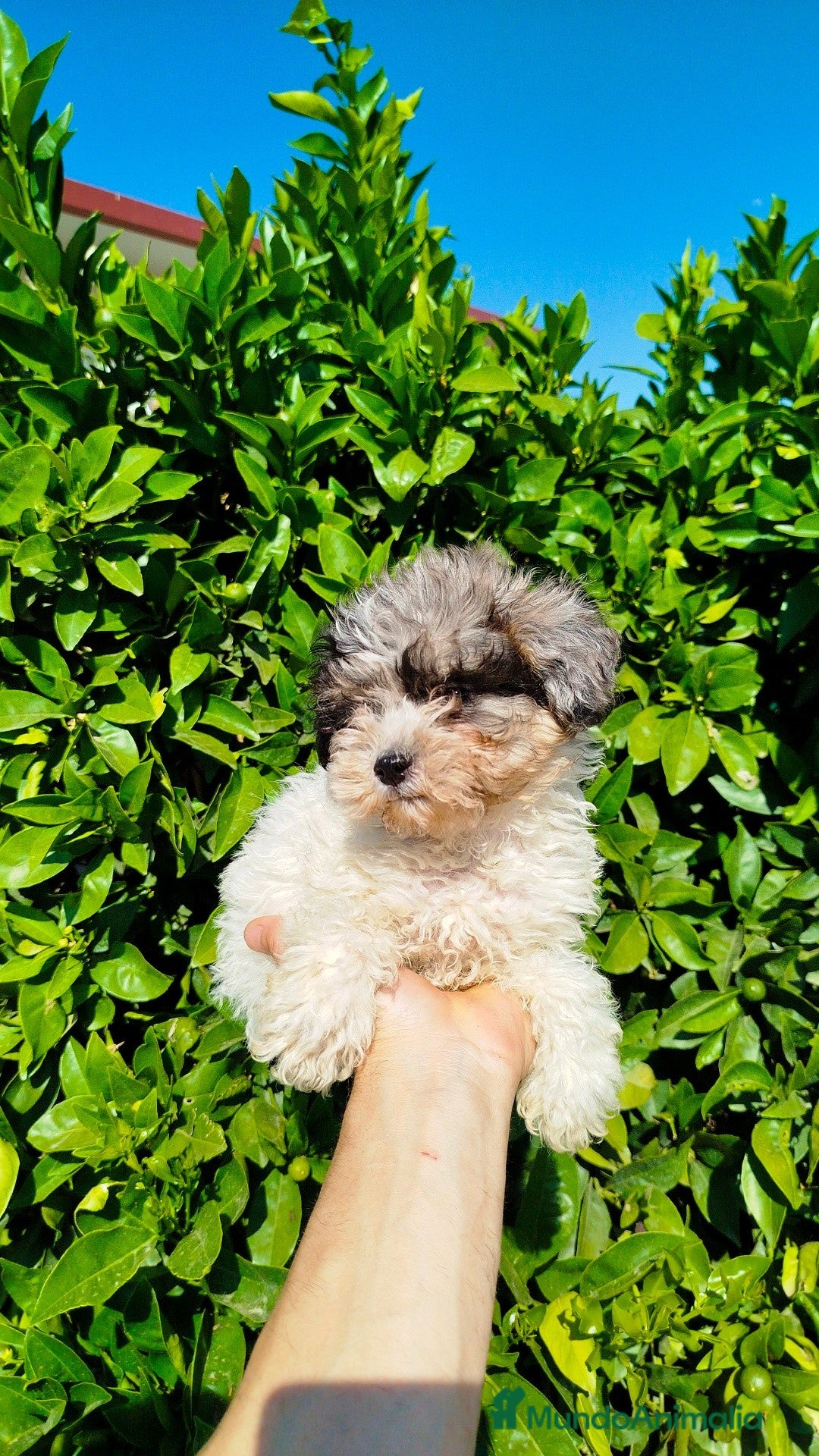 Maltipoo perros en venta: Maltipoo toy  - Imagen 3