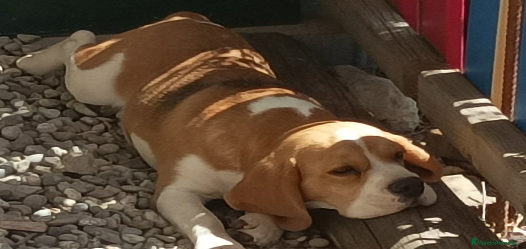 Imagen de galería {{count}}