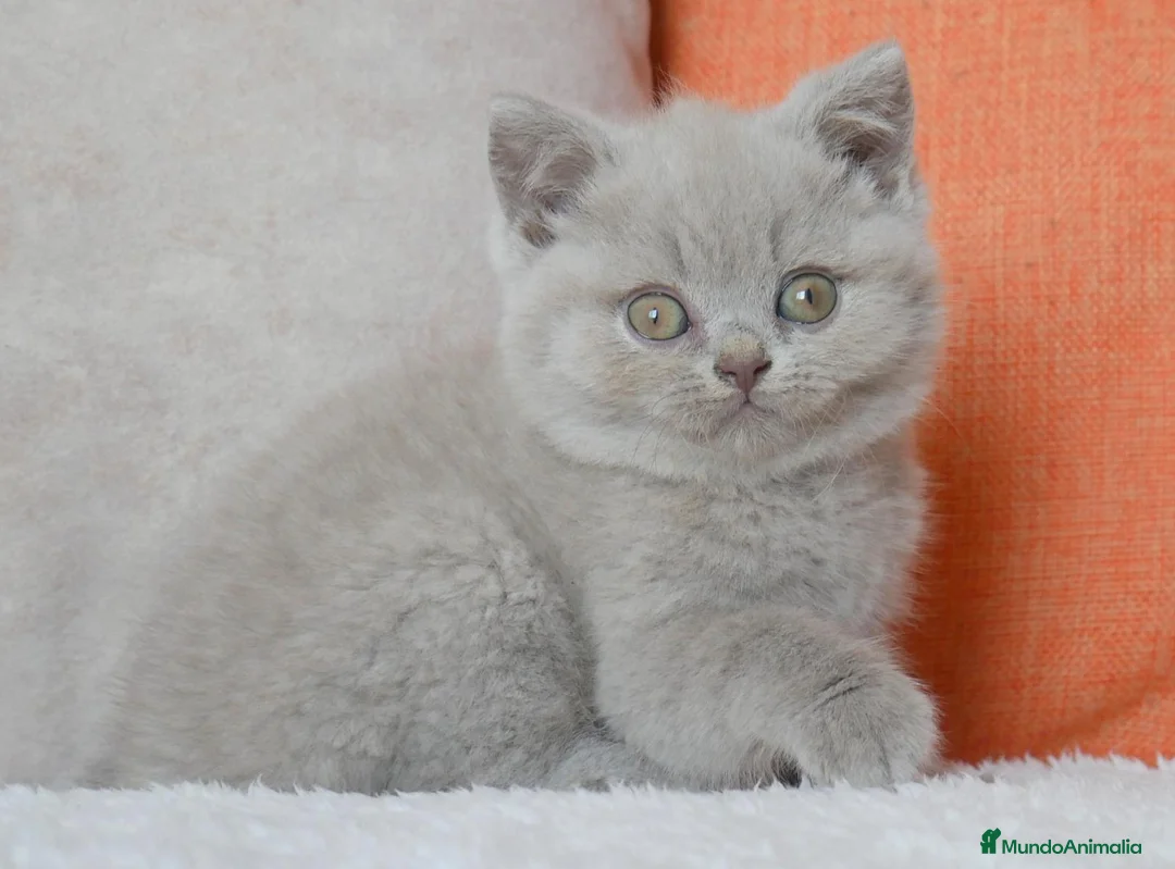Británico de Pelo Corto gatos en venta: 💜 Gatita British Shorthair Lilac Disponible 💜 - Anuncio 2