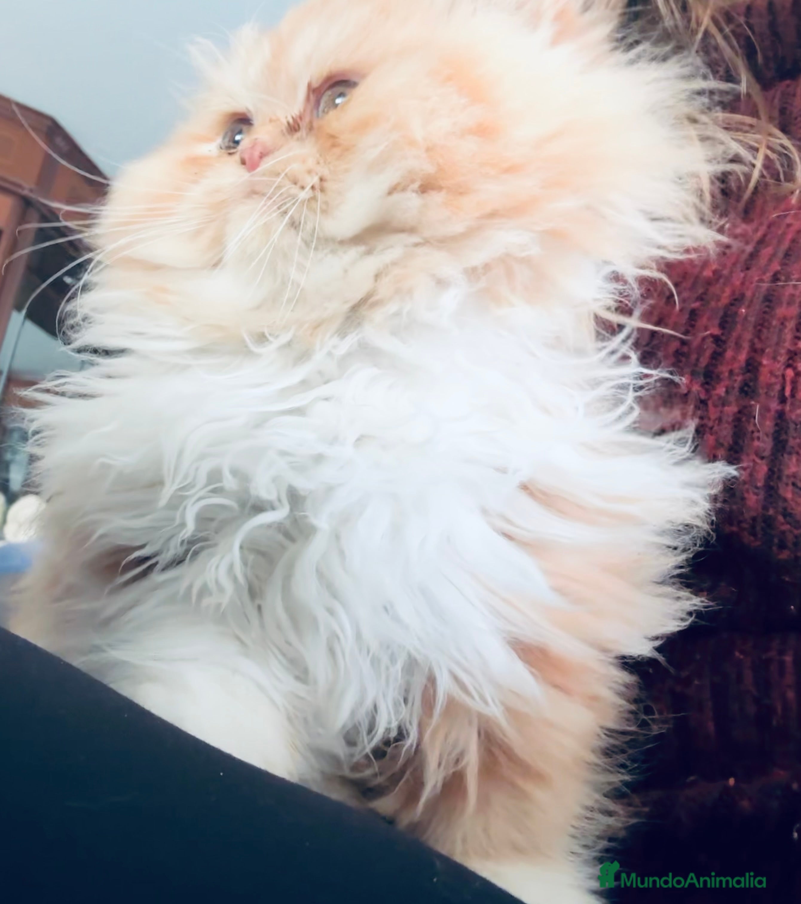 Persa gatos Preciosos gatitos criados a casa - Anuncio 3