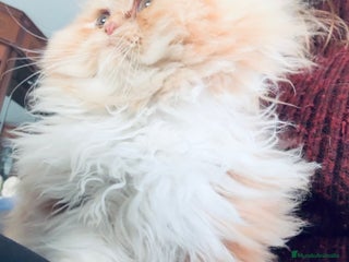 Persa gatos Preciosos gatitos criados a casa - Anuncio 3