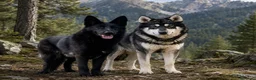 Perro Lobo Checoslovaco perros en venta: PERRO LOBO - Anuncio 1